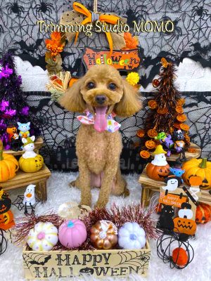 トイプードル こむぎちゃん トリミングスタジオmomoブログ