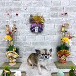 チワワ　くうちゃん