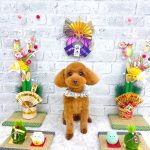 トイプードル　りのちゃん