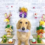 ダックスフンド　しんのすけくん　 ハーブパック