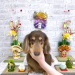 ダックスフンド　チースケくん