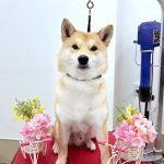 初めてご来店　柴犬　happyくん　PV動画あり