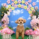 トイプードル　ププちゃん