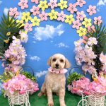 マルプー　ココちゃん