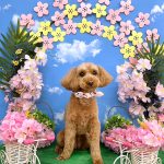 トイプードル　ももちゃん