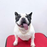 フレンチブルドッグ　フレデイーくん