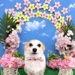 コーギーｘチワワ　もねちゃん