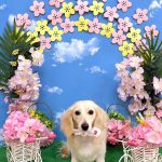 カニンヘンダックス　くうちゃん