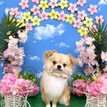 チワワ　まおくん