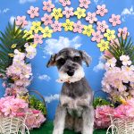 ミニュチュアシュナウザー　うめちゃん