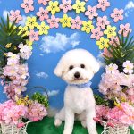 ビションフリーゼ　こはくくん