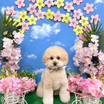 トイプードル　エルくん