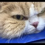 初めてご来店　ねこ　スコティッシュフォールド　ムギちゃん　PV動画あり