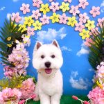ウェステイー　レモンくん
