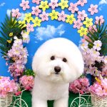 ビションフリーゼ　ラデュレくん