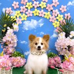 パピヨン　雄真くん