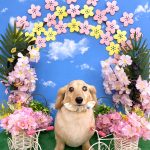 ダックスフンド　カイくん