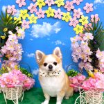 チワワ　隆二くん