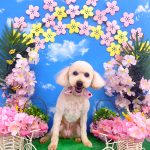 トイプードル　マインちゃん