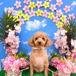 トイプードル　シェリーくん