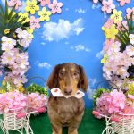 ダックスフンド　ココアくん