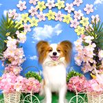 パピヨン　天くん