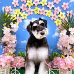 ミニュチュアシュナウザー　オレオくん