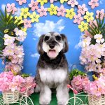 ミニュチュアシュナウザー　ムースちゃん