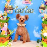 初めてご来店　トイプードル　てんてんちゃん　PV動画あり