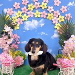 ダックスフンド　アンジュちゃん