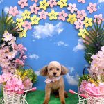 トイプードル　みこちゃん