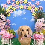 ダックスフンド　ふくちゃん