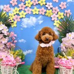 トイプードル　あむちゃん