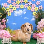 ダックスフンド　ボビーくん