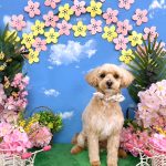 マルプー　むぎくん