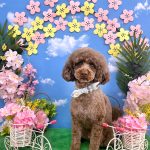 トイプードル　フランくん　泥パック