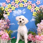 初めてご来店　トイプードル　ちくわくん　PV動画あり