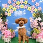 トイプードル　ラムくん