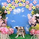 チワワ　くうちゃん