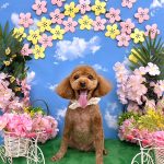 トイプードル　うららくん