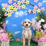 マルプー　ロイくん