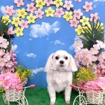 マルチーズ　ぺこくん