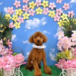 トイプードル　栗くん