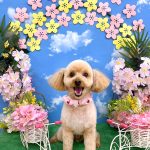 トイプードル　トトちゃん