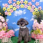 トイプードル　ぽんずちゃん