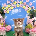 初めてご来店　チワワ　レオンくん　PV動画あり