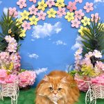 初めてご来店　ねこ　スコティッシュフォールド　金太くん　PV動画あり