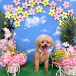 トイプードル　COCOちゃん