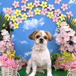 シーズー犬　ライくん