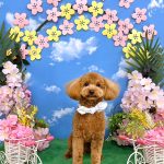 トイプードル　ぷぷくん